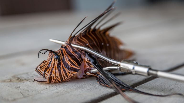 Lionfish-hunt