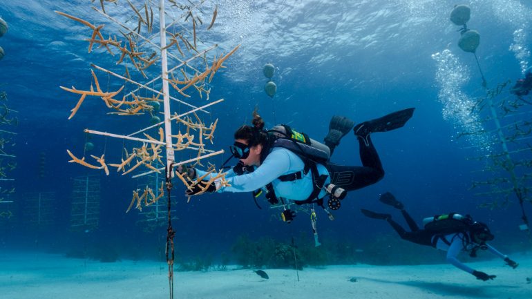 Local initiatiefs - reef renewal bonaire