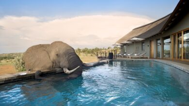 Mhondoro-ellie-drinking-from-the-pool-m2t5ud.jpg