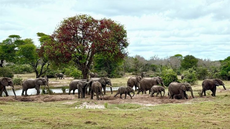 Tembe Elephant Park to Host Elephant Workshop - TOURISMAFRICA.org