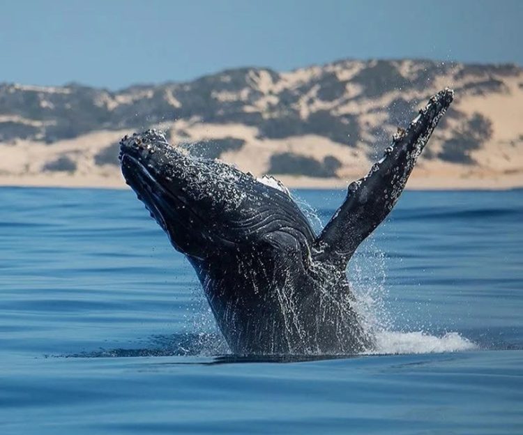 Discover Mozambique's Marine Big Five - TRAVELINDEX